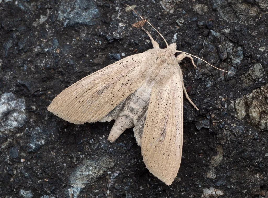 Rhizedra lutosa (Hübner, 1803) photograph
