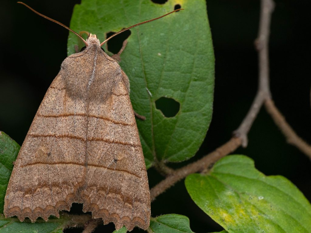 Eupsilia quadrilinea (Leech, 1889) photograph