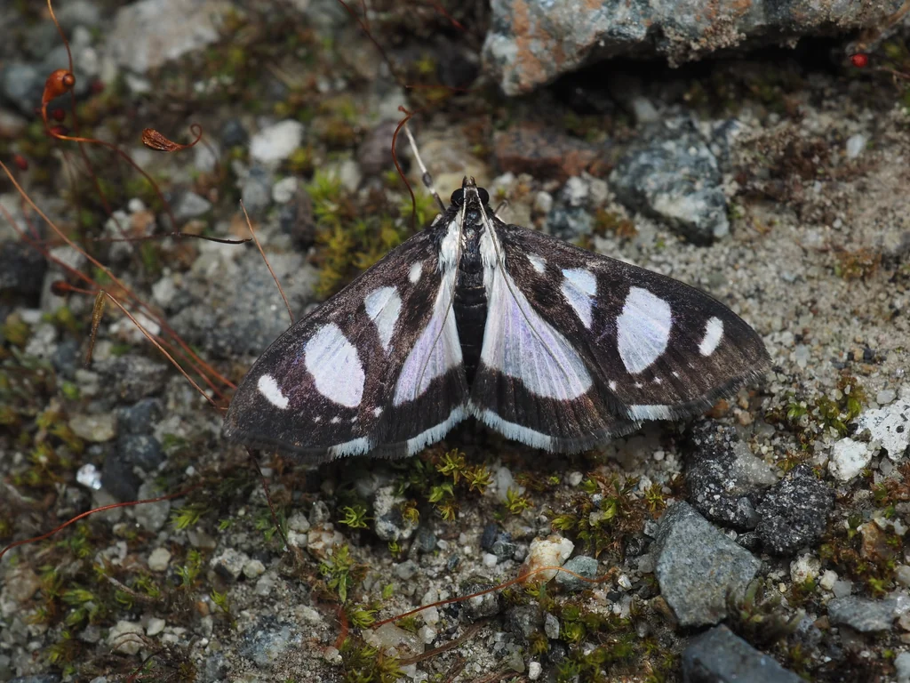 Talanga quadrimaculalis (Bremer & Grey, 1853) photograph