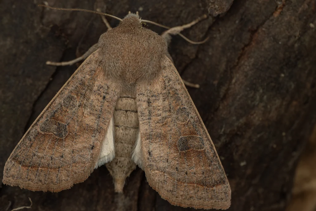Orthosia ella (Butler, 1878) photograph