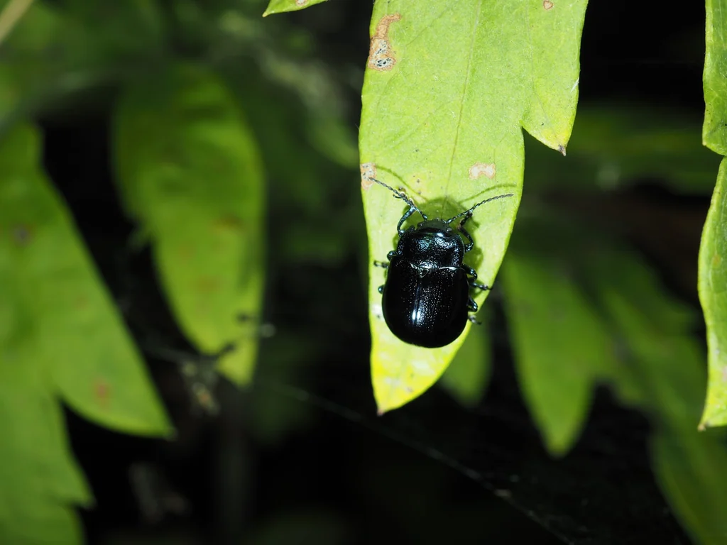 Chrysolina (Anopachys) aurichalcea (Mannerheim, 1825) photograph