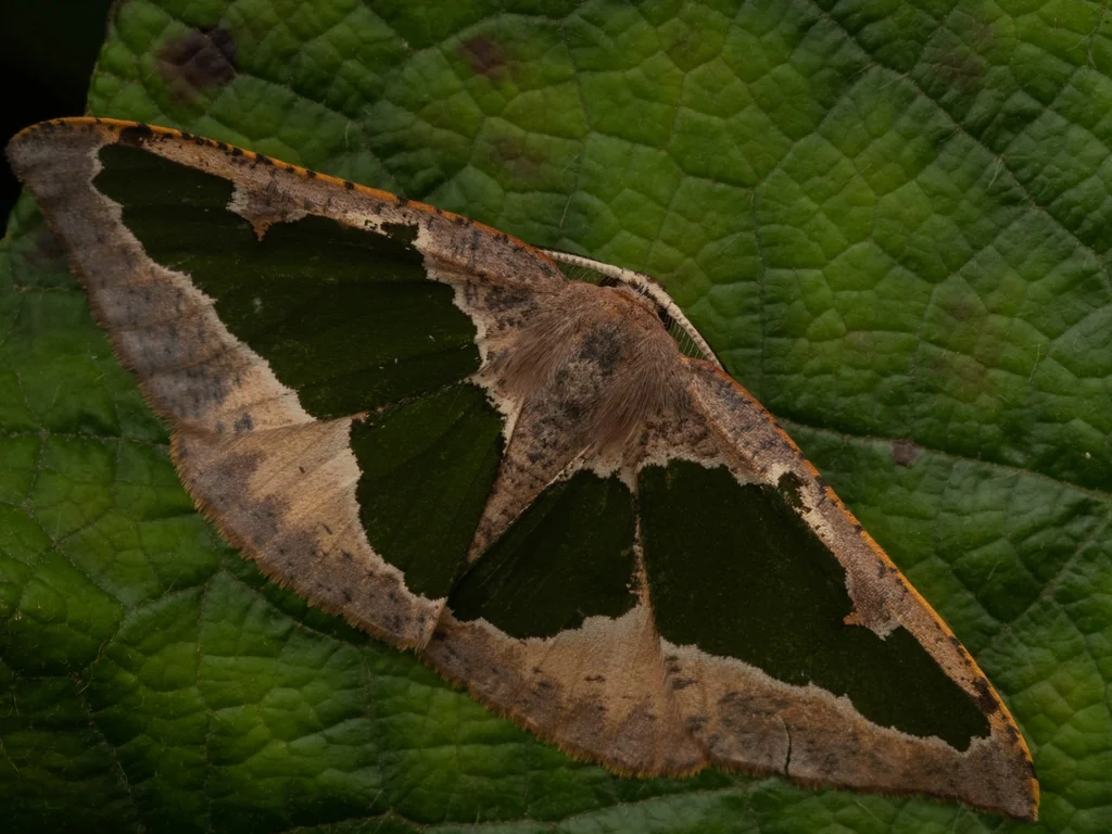 Celenna festivaria (Fabricius, 1794) photograph