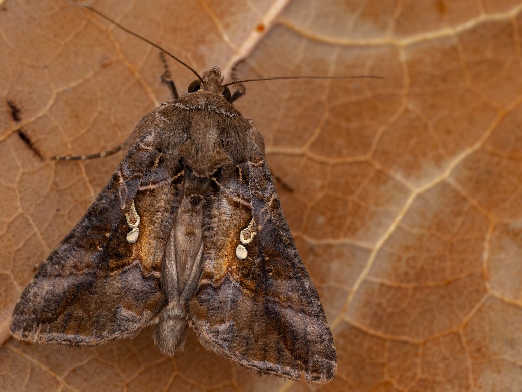 ミツモンキンウワバ（Acanthoplusia agnata (Staudinger, 1892)）の写真