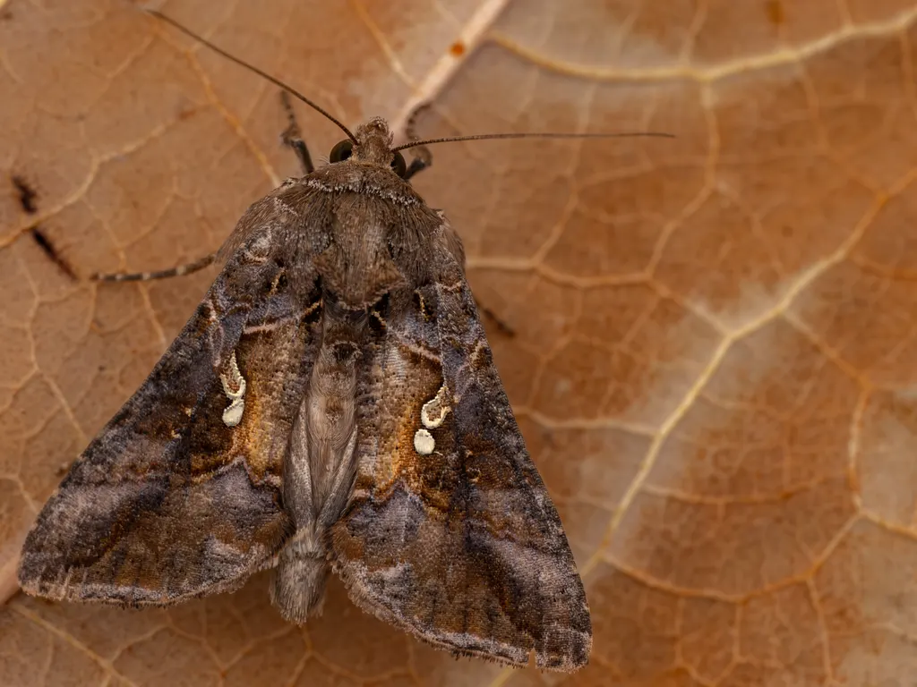 Acanthoplusia agnata (Staudinger, 1892) photograph