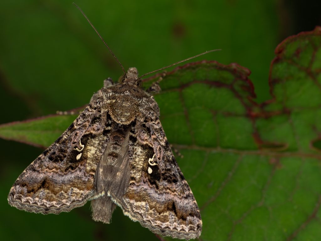 ニシキキンウワバ（Acanthoplusia ichinosei (Dufay, 1965)）の写真