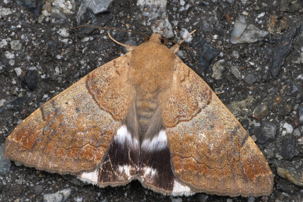 シラホシアシブトクチバ（Achaea janata (Linnaeus, 1758)）の写真