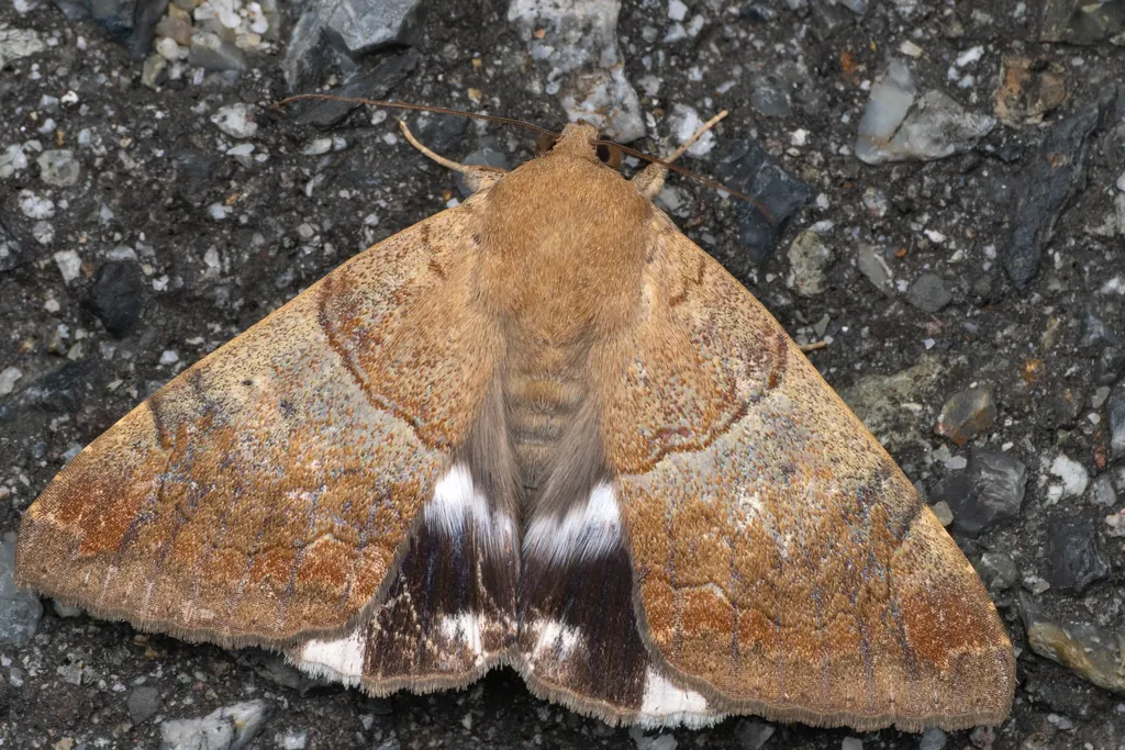 Achaea janata (Linnaeus, 1758) photograph