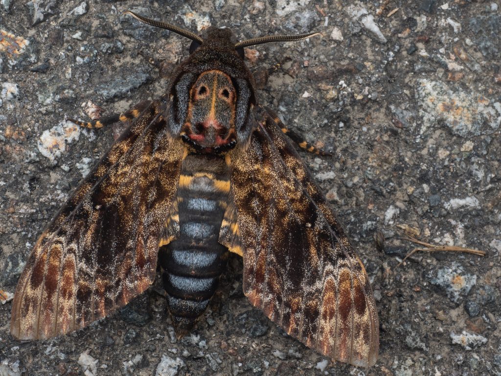 クロメンガタスズメ（Acherontia lachesis (Fabricius, 1798)）の写真