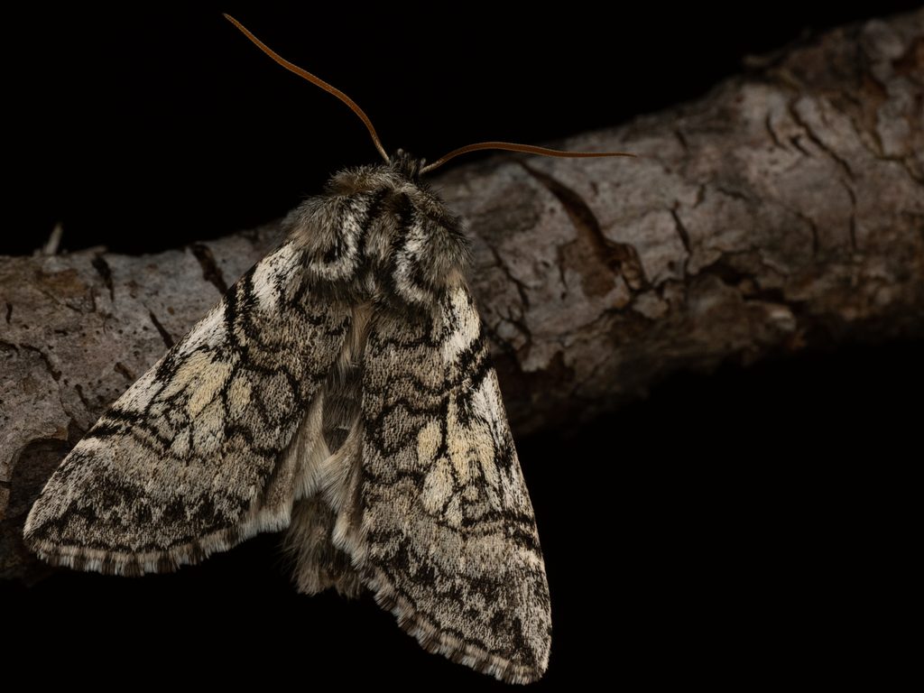 キボシミスジトガリバ（Achlya longipennis Inoue, 1972）の写真