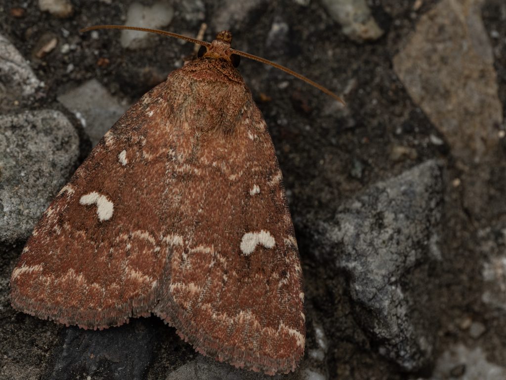 フタテンヒメヨトウ（Acosmetia biguttula (Motschulsky, 1866)）の写真