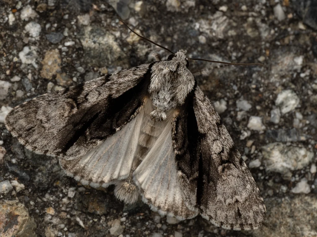 Acronicta alni (Linnaeus, 1767) photograph