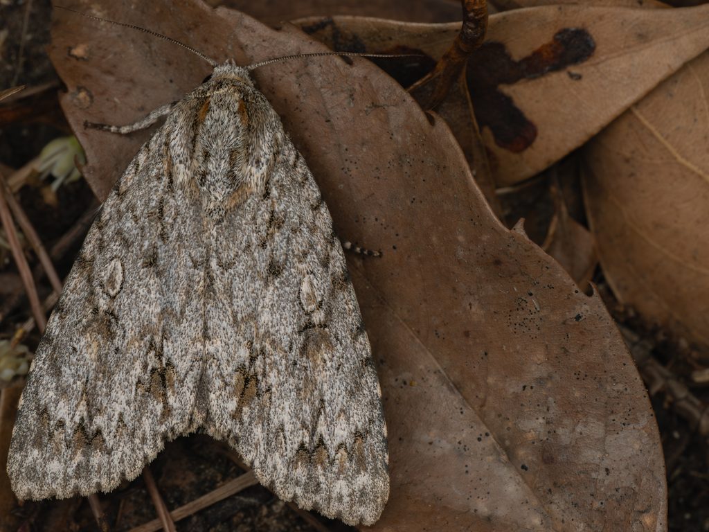 シロシタケンモン（Acronicta hercules (Felder & Rogenhofer, 1874)）の写真