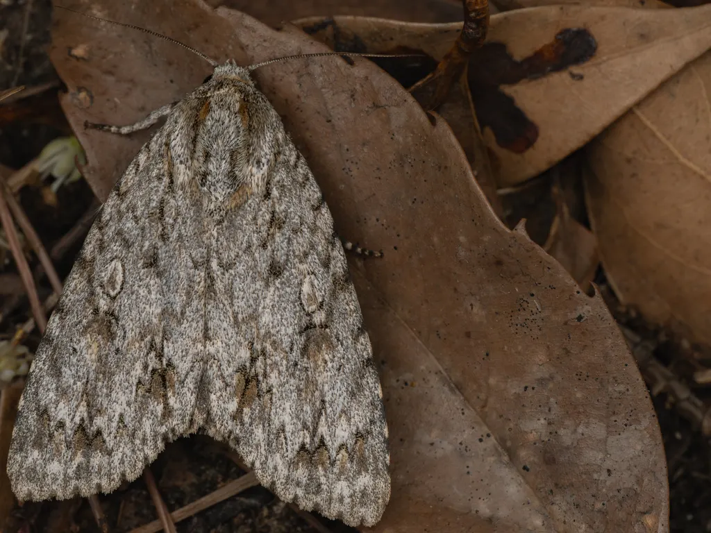Acronicta hercules (Felder & Rogenhofer, 1874) photograph