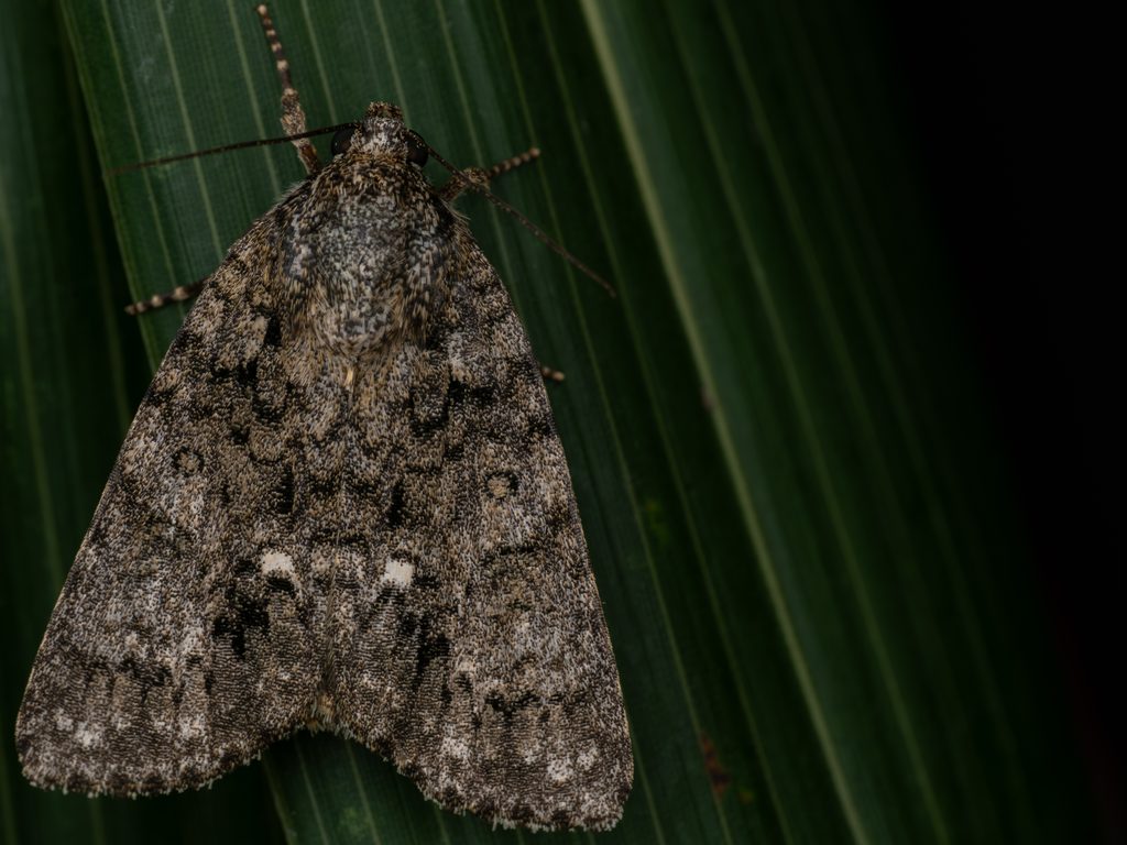 Acronicta rumicis (Linnaeus, 1758) photograph