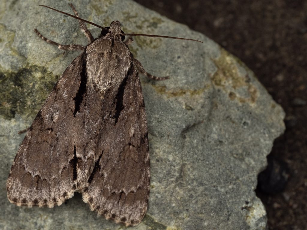 ウスムラサキケンモン（Acronicta subpurpurea (Matsumura, 1926)）の写真