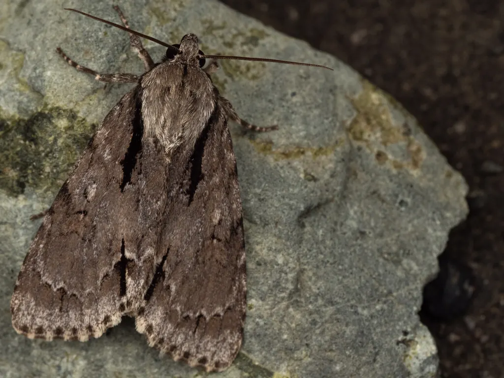 Acronicta subpurpurea (Matsumura, 1926) photograph