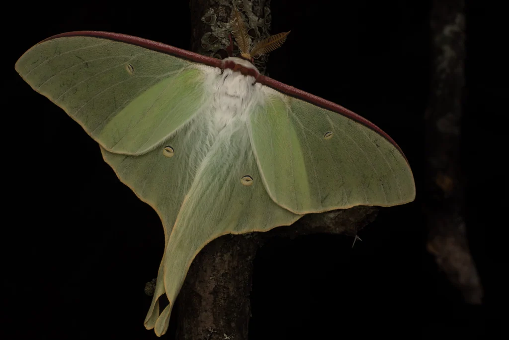 Actias aliena (Butler, 1879) photograph