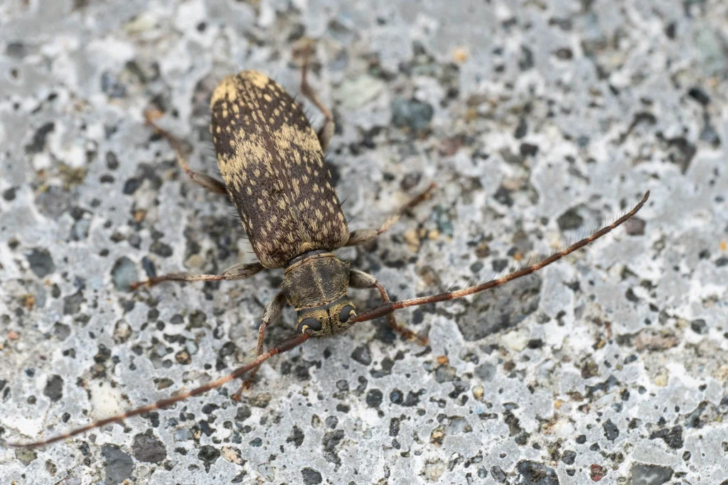 Aeolesthes (Pseudaeolesthes) chrysothrix chrysothrix (Bates, 1873) photograph