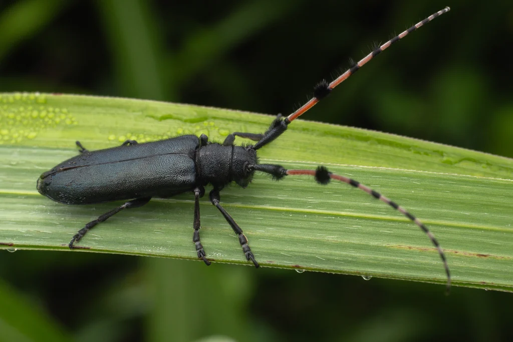Agapanthia (Epoptes) japonica Kano, 1933 photograph