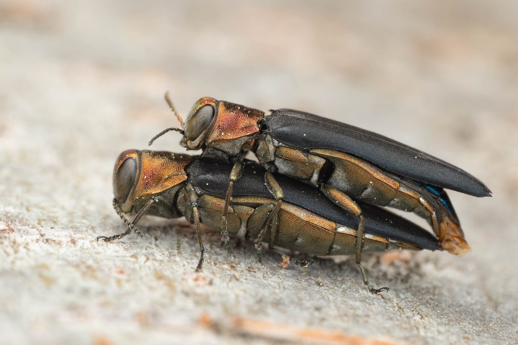 キタウグイスナガタマムシ（Agrilus sp.1）の写真
