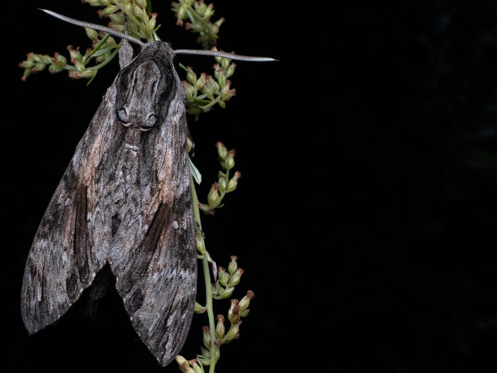 Agrius convolvuli (Linnaeus, 1758) photograph