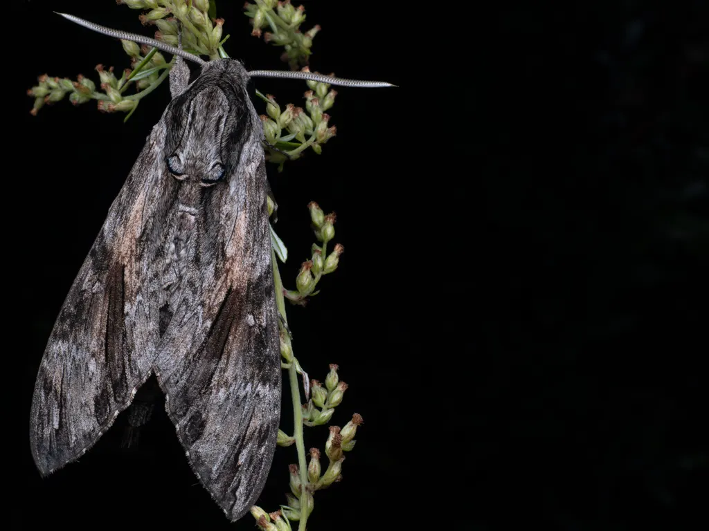 Agrius convolvuli (Linnaeus, 1758) photograph