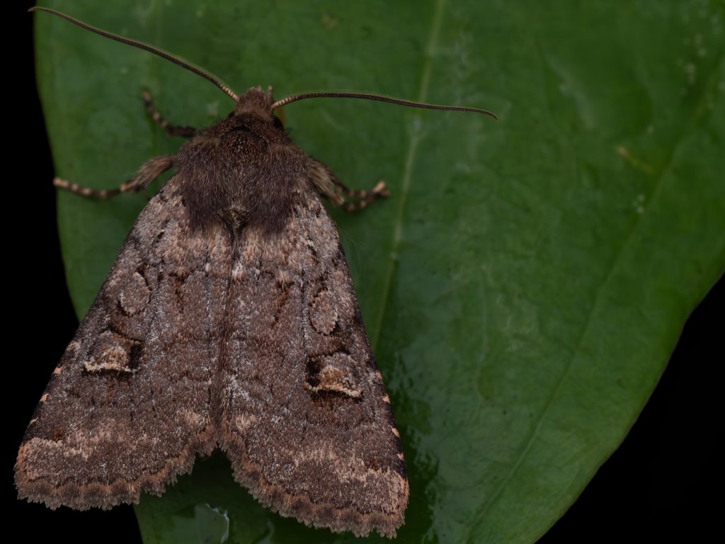 イセキリガ（Agrochola sakabei Sugi, 1980）の写真