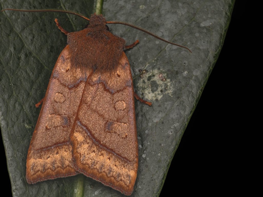 ヤンバルキリガ（Agrocholorta kimurai (Shikata, 2015)）の写真