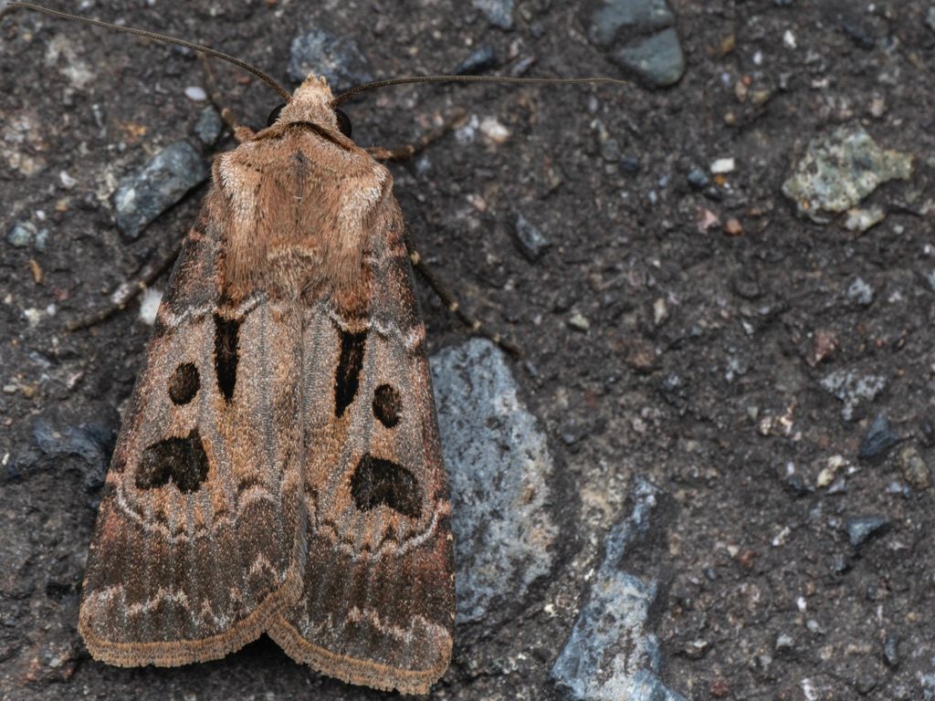 Agrotis exclamationis (Linnaeus, 1758) photograph