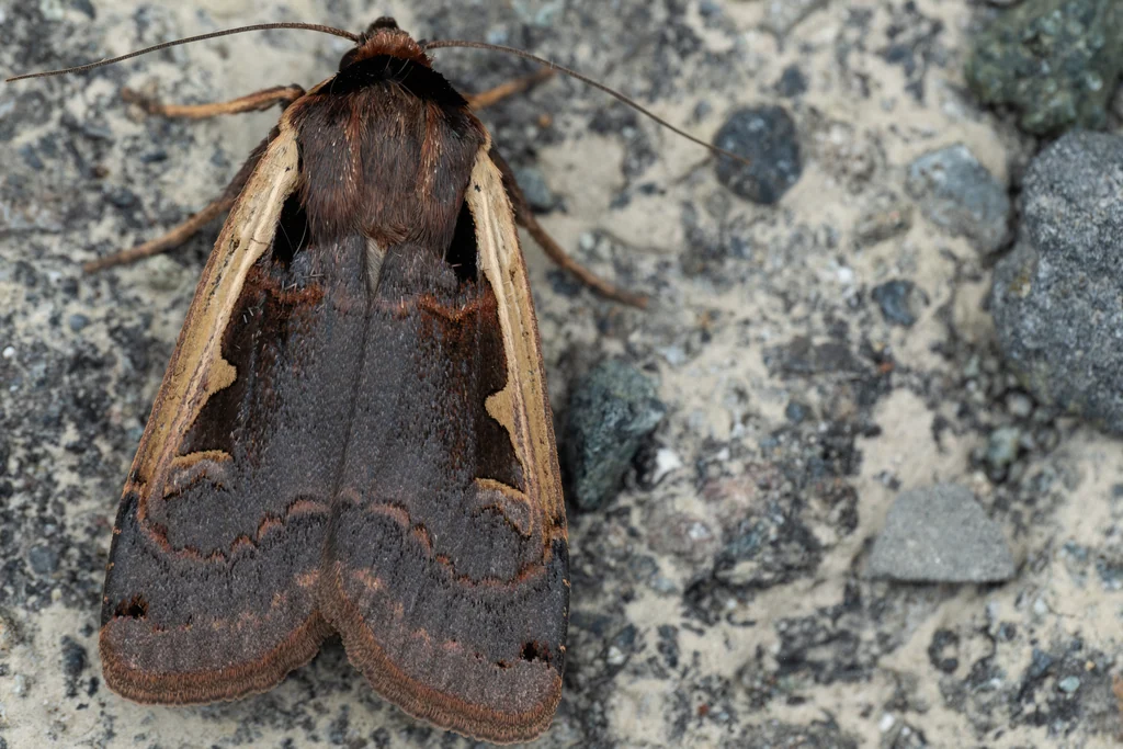 Albocosta triangularis (Moore, 1867) photograph
