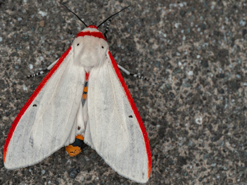 Aloa lactinea (Cramer, 1777) photograph