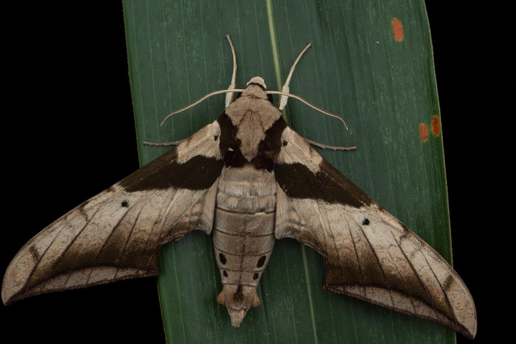 フトオビホソバスズメ（Ambulyx japonica Rothschild, 1894）の写真