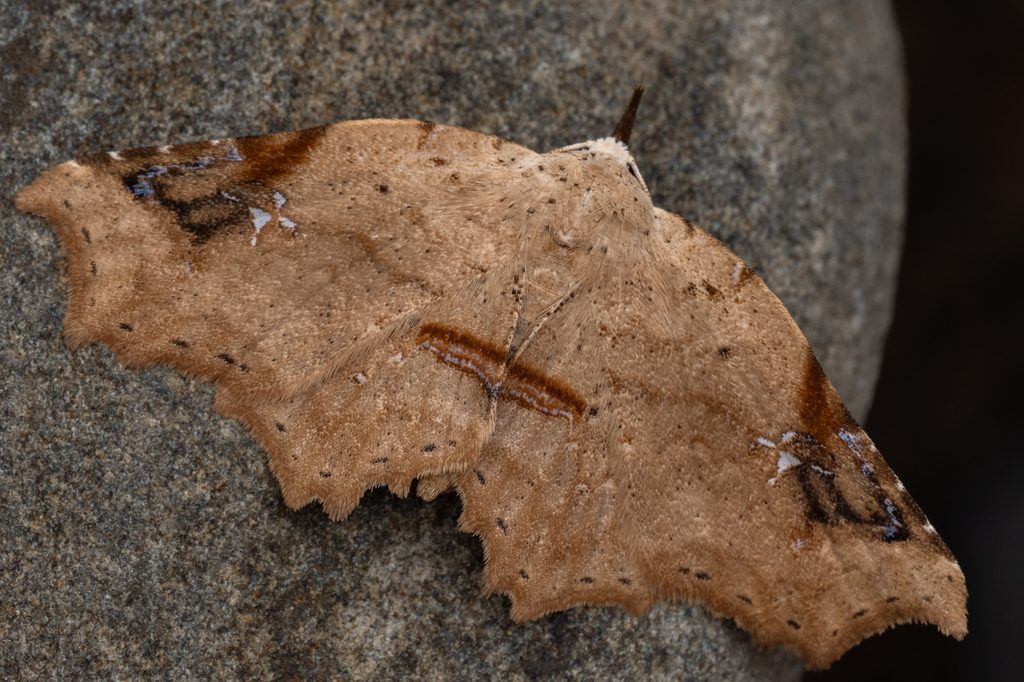 シロテンツマキリアツバ（Amphitrogia amphidecta (Butler, 1879)）の写真