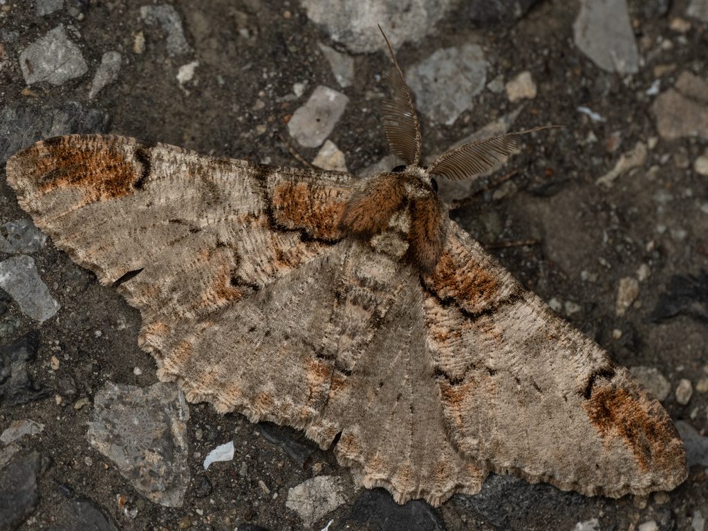 ウスイロオオエダシャク（Amraica superans (Butler, 1878)）の写真