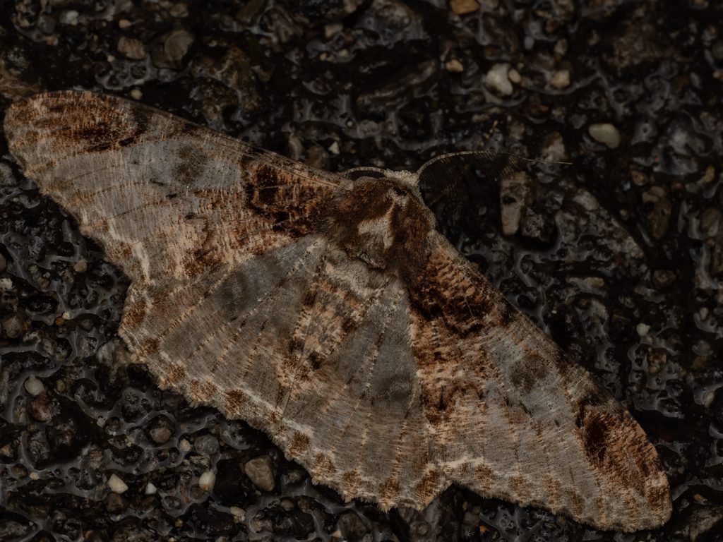 Amraica asahinai (Inoue, 1964) photograph