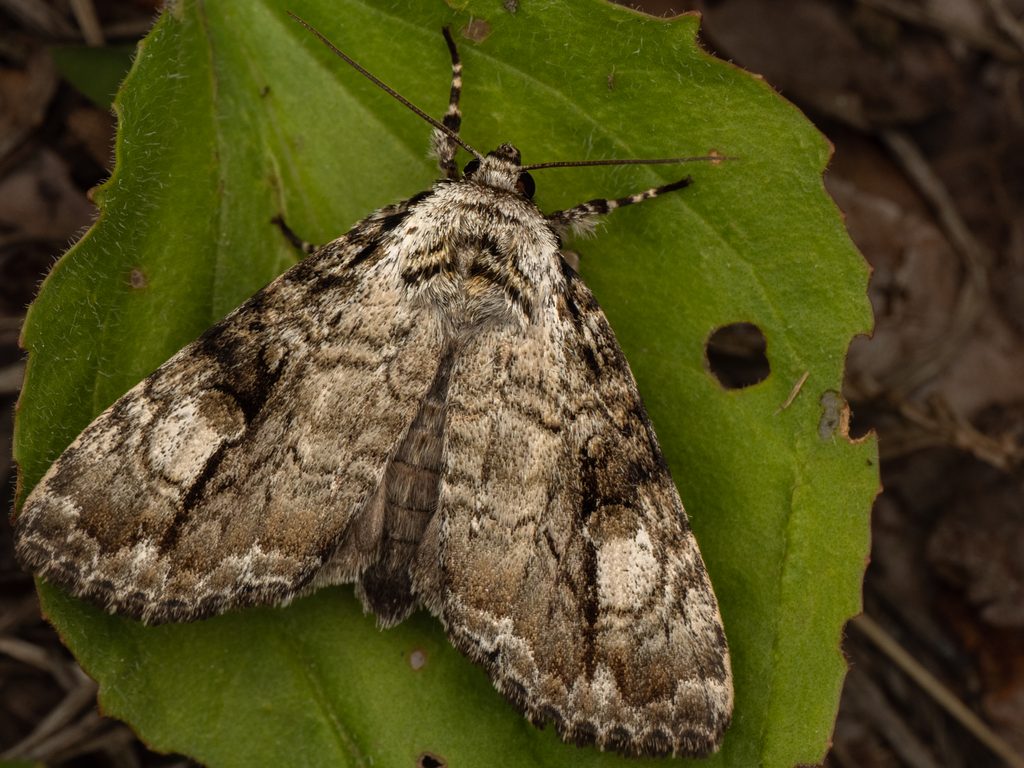 Anacronicta nitida (Butler, 1878) photograph