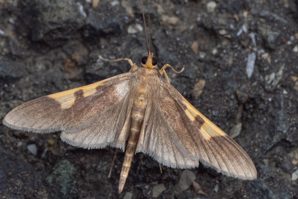 キボシノメイガ（Analthes insignis (Butler, 1881)）の写真