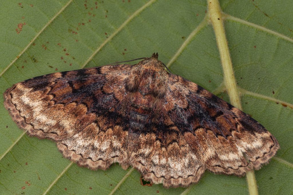 Anatatha wilemani (Sugi, 1958) photograph