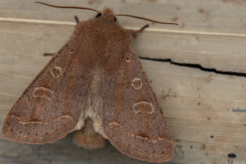 ホソバキリガ（Anorthoa angustipennis (Matsumura, 1926)）の写真