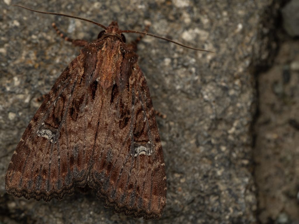 Apamea aquila Donzel, 1837 photograph