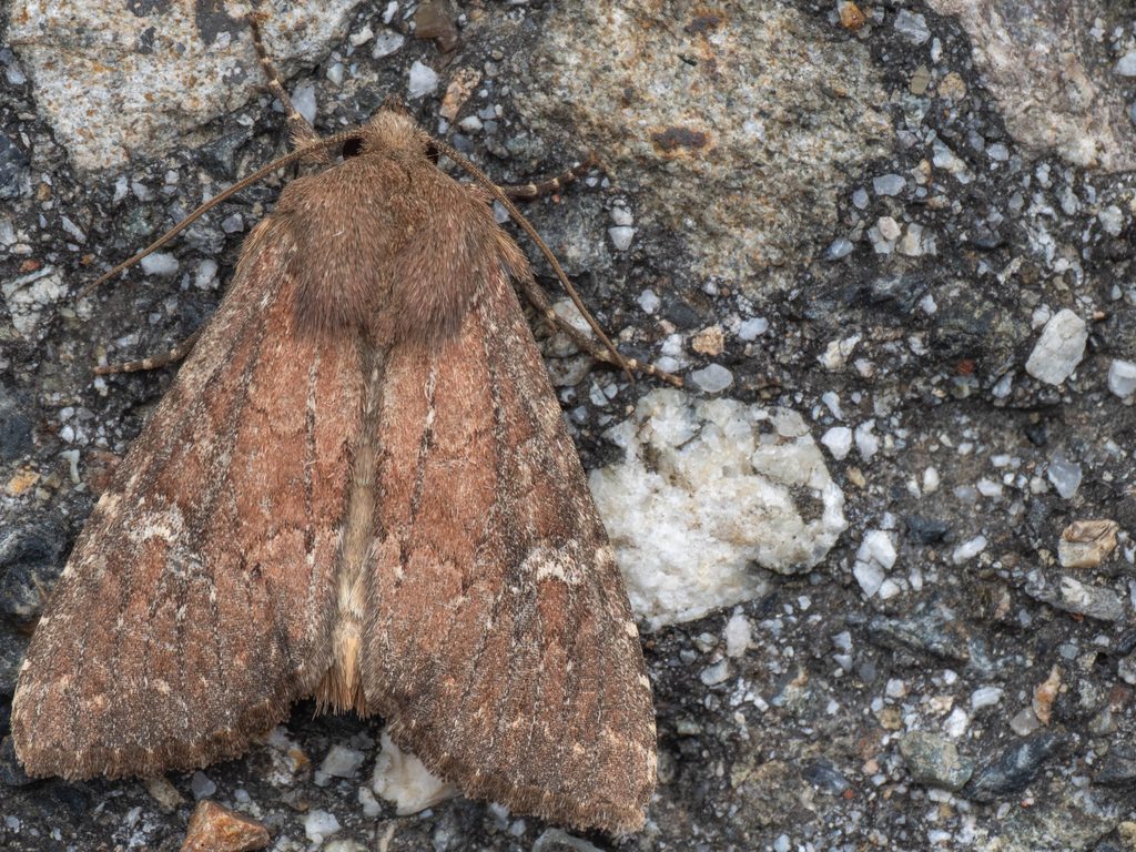 オオアカヨトウ（Apamea lateritia (Hufnagel, 1766)）の写真