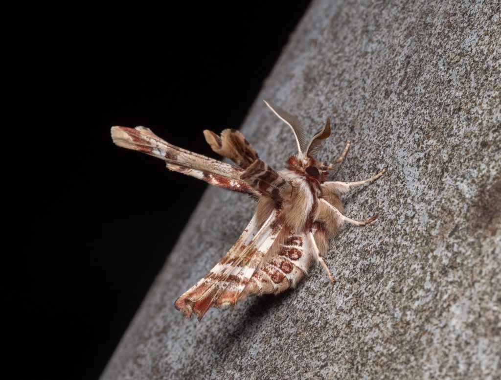 オカモトトゲエダシャク（Apochima juglansiaria (Graeser, 1889)）の写真