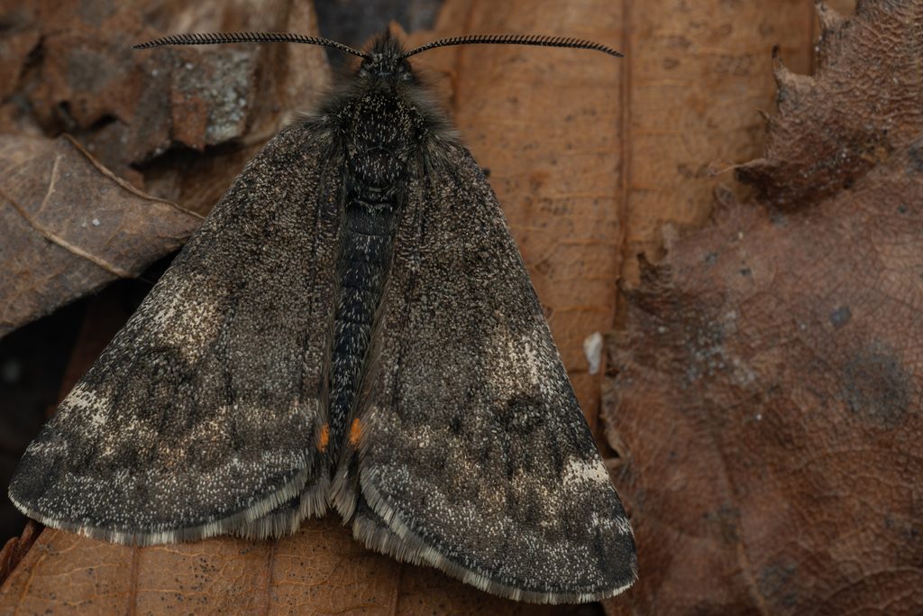 クロフカバシャク（Archiearis notha (Hübner, 1803)）の写真