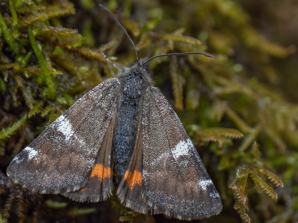 カバシャク（Archiearis parthenias (Linnaeus, 1761)）の写真