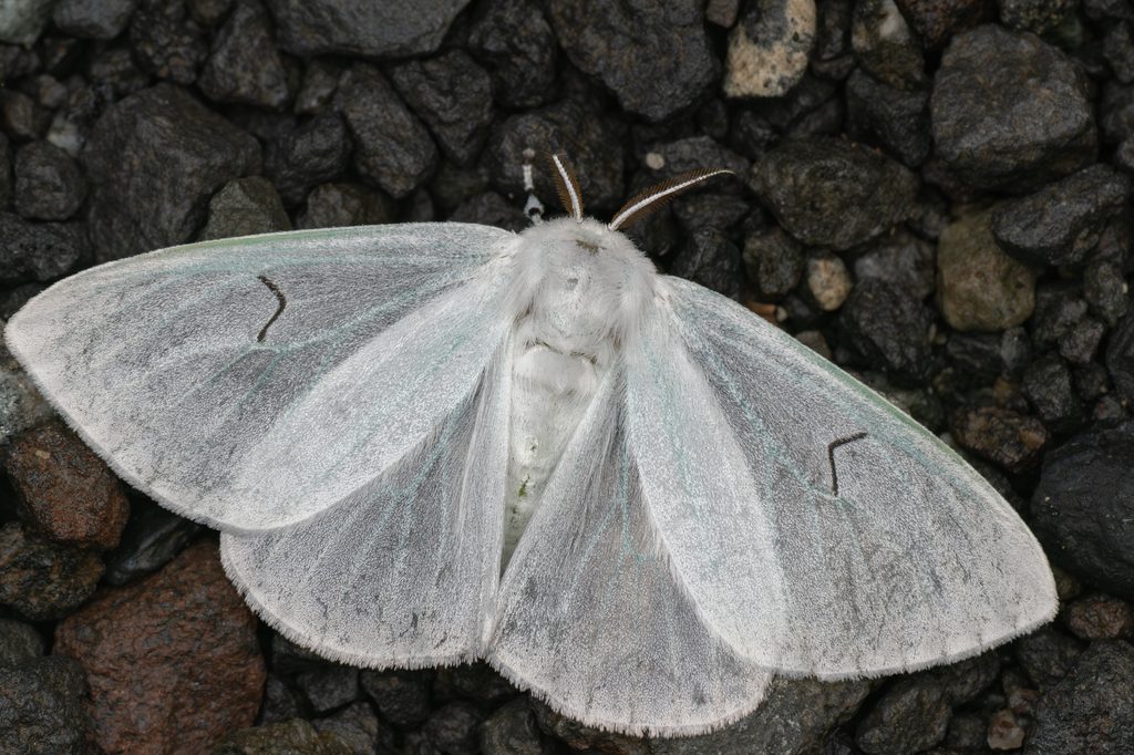 エルモンドクガ（Arctornis l-nigrum (Müller, 1764)）の写真