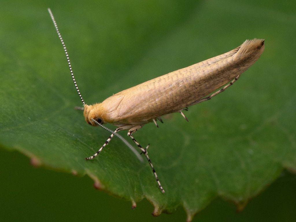 Argyresthia subrimosa Meyrick, 1932 photograph
