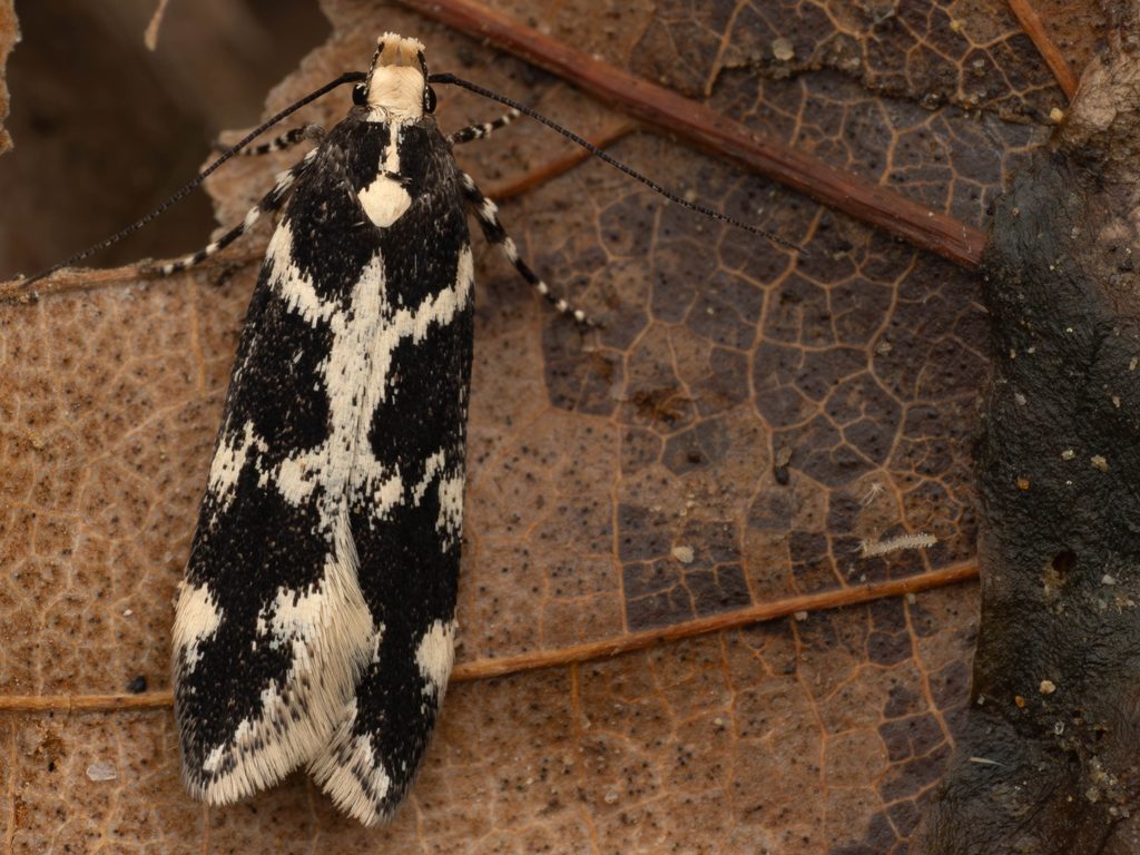 シロモンクロキバガ（Aroga mesostrepta (Meyrick, 1932)）の写真