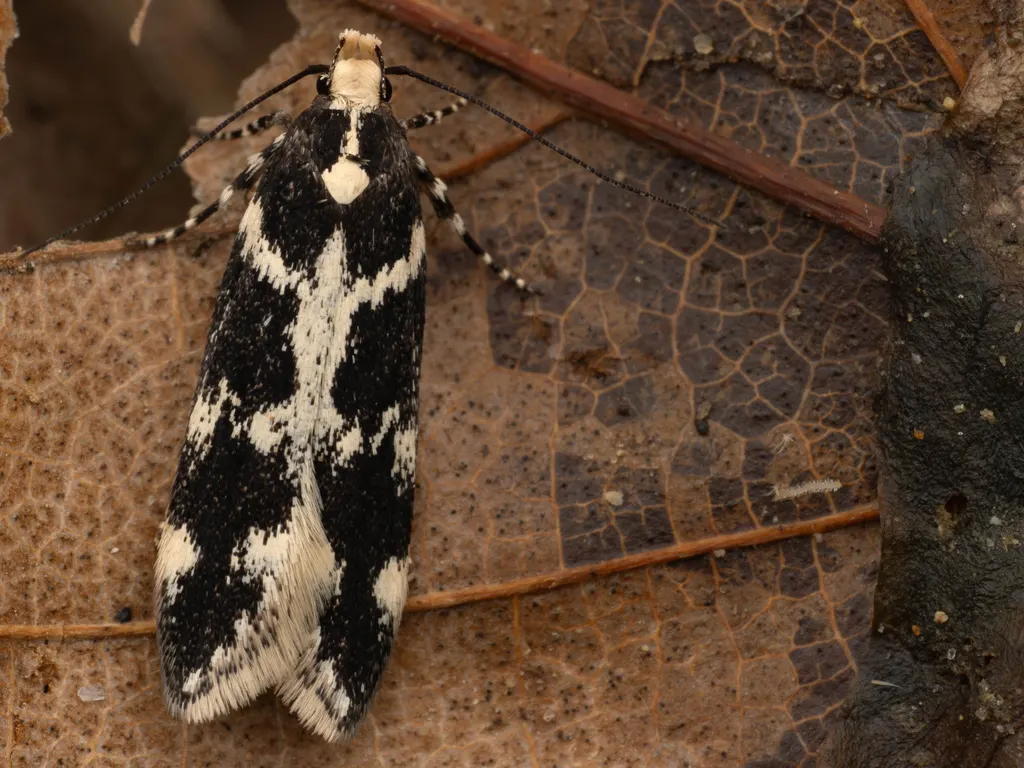 Aroga mesostrepta (Meyrick, 1932) photograph