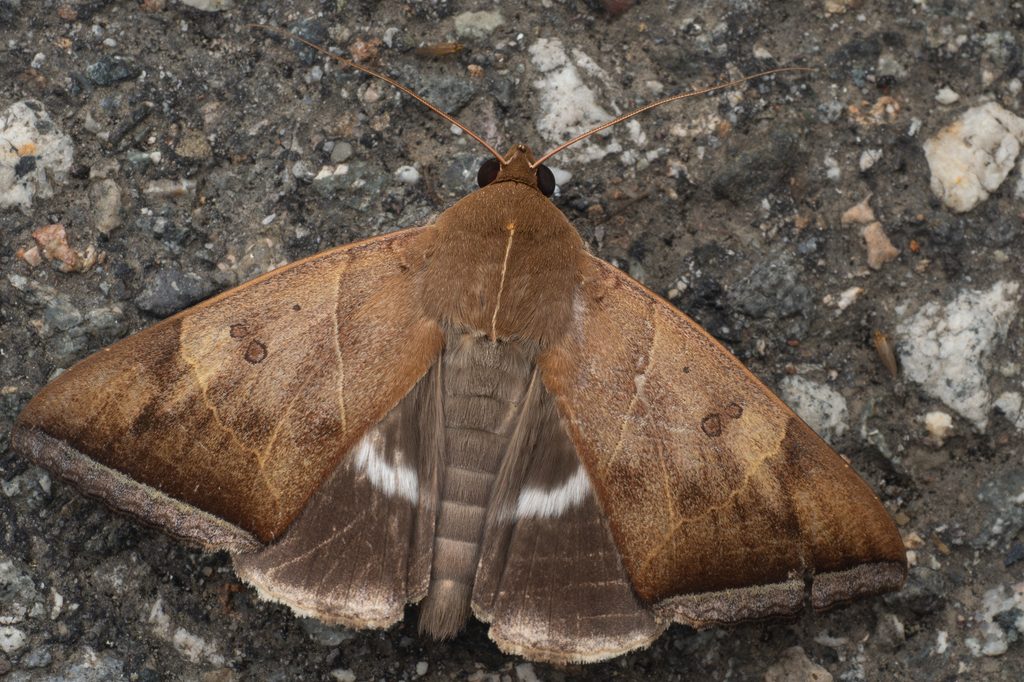 Artena dotata (Fabricius, 1794) photograph