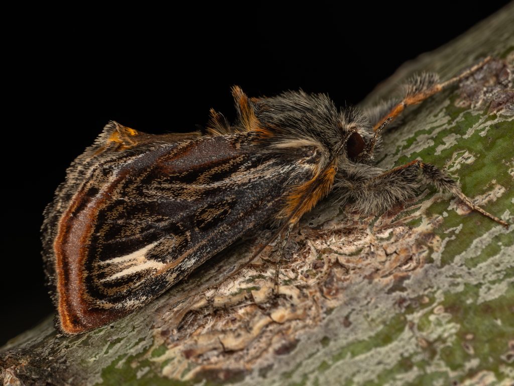 Asteropetes noctuina (Butler, 1878) photograph